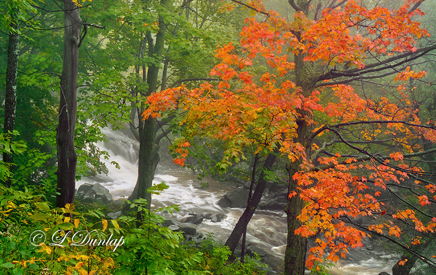 12.2 - Duluth Parks: Miller Creek: Red Maple