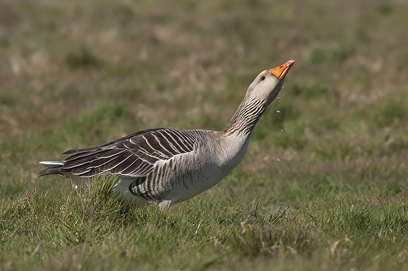 Grauwe Gans / Greylag Goose