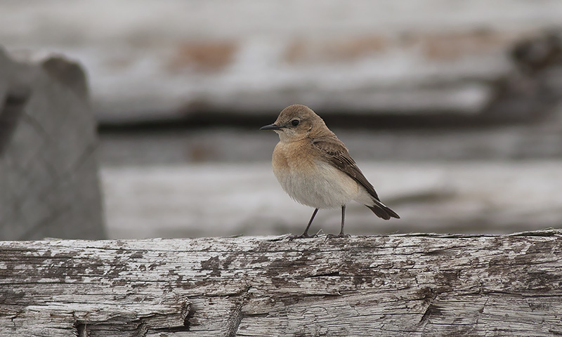 Oostelijke Blonde Tapuit / Eastern Black-eared Wheatear