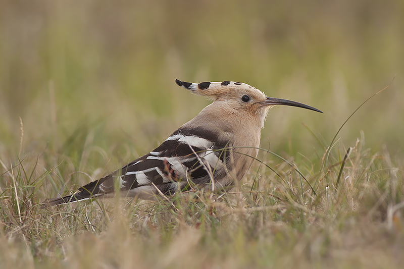 Hop / Hoopoe