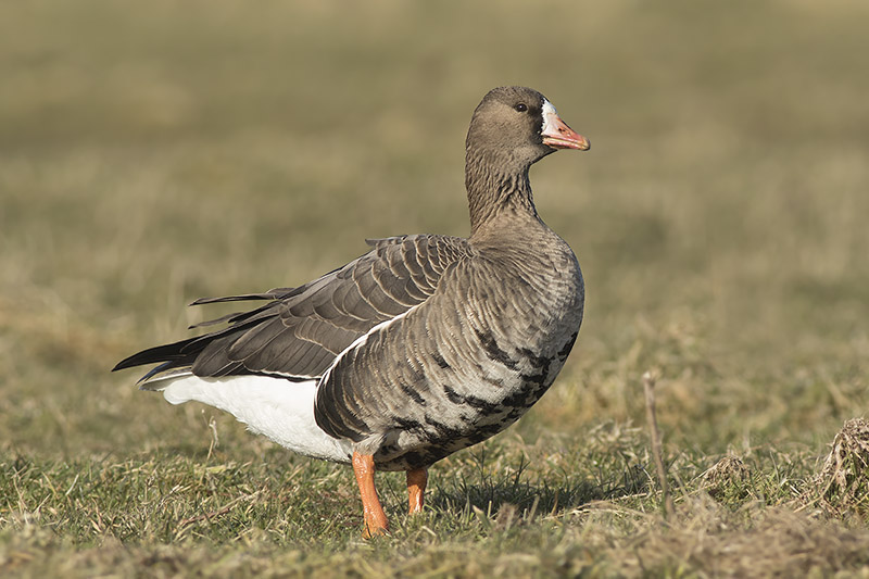 Kolgans / White-fronted Goose