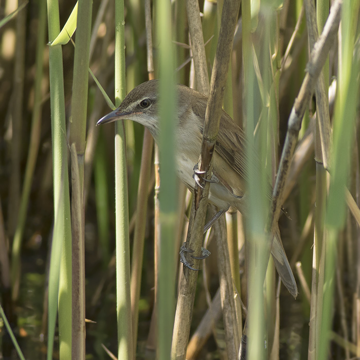 Grote Karekiet / Great Reed Warbler