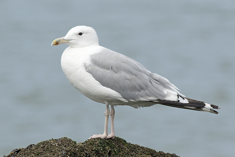 Pontische Meeuw / Caspian Gull