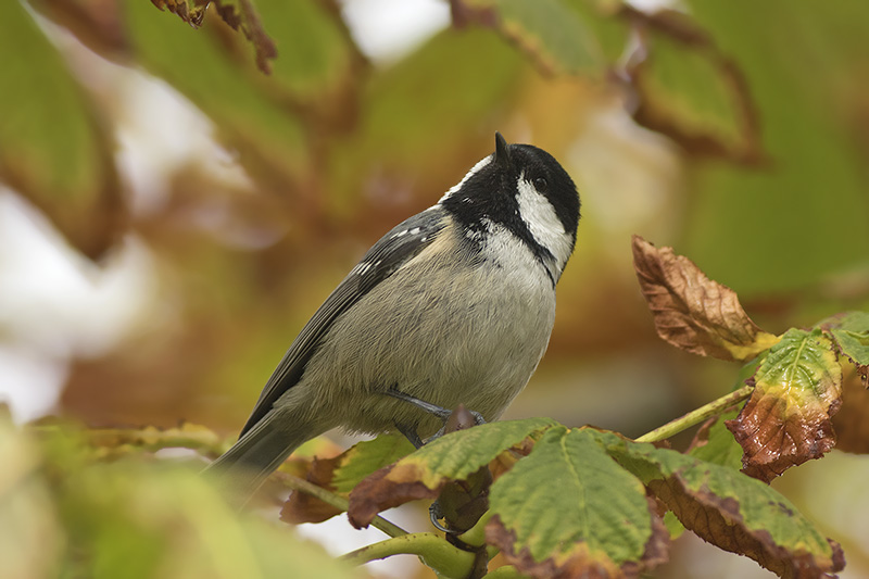 Zwarte Mees / Coal Tit