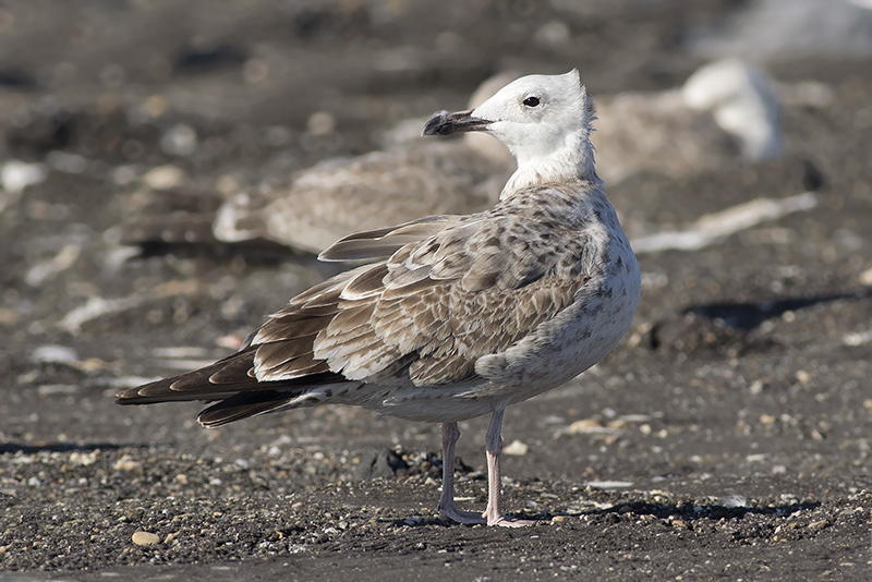 Pontische Meeuw / Caspian Gull