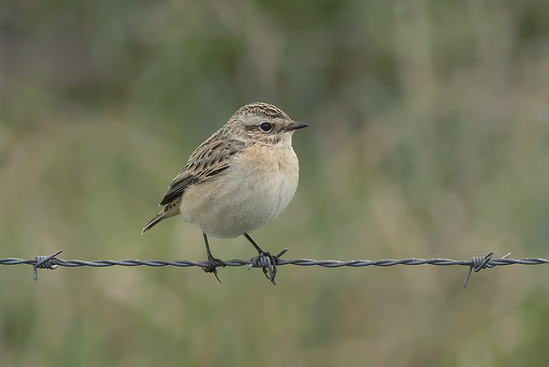 Paapje / Whinchat