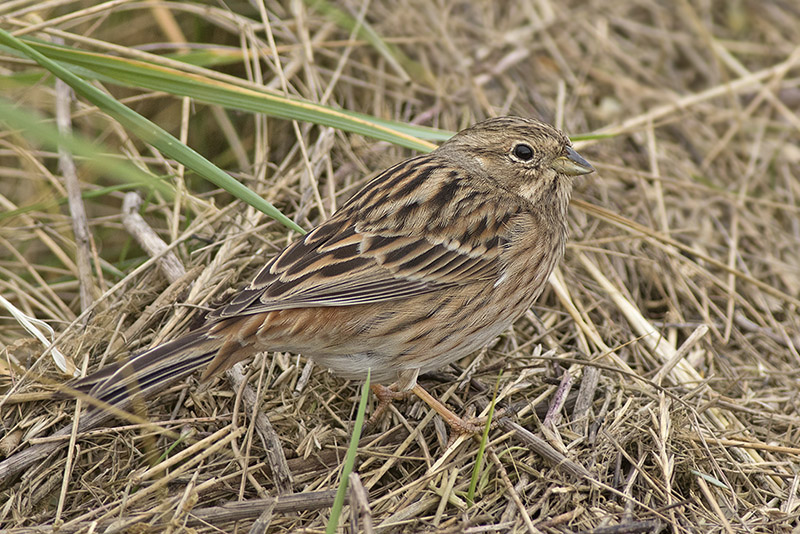 Witkopgors / Pine Bunting