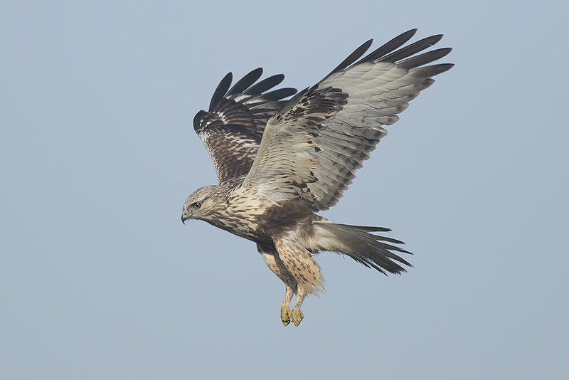 Ruigpootbuizerd / Rough-legged Buzzard