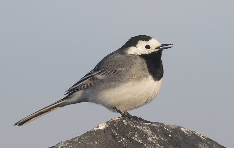 Witte Kwikstaart / White Wagtail