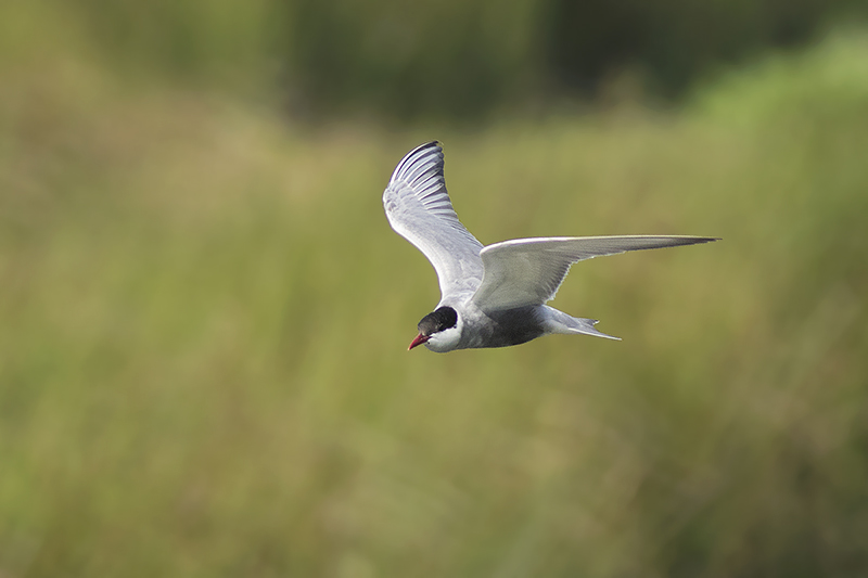 Witwangstern / White-winged Tern