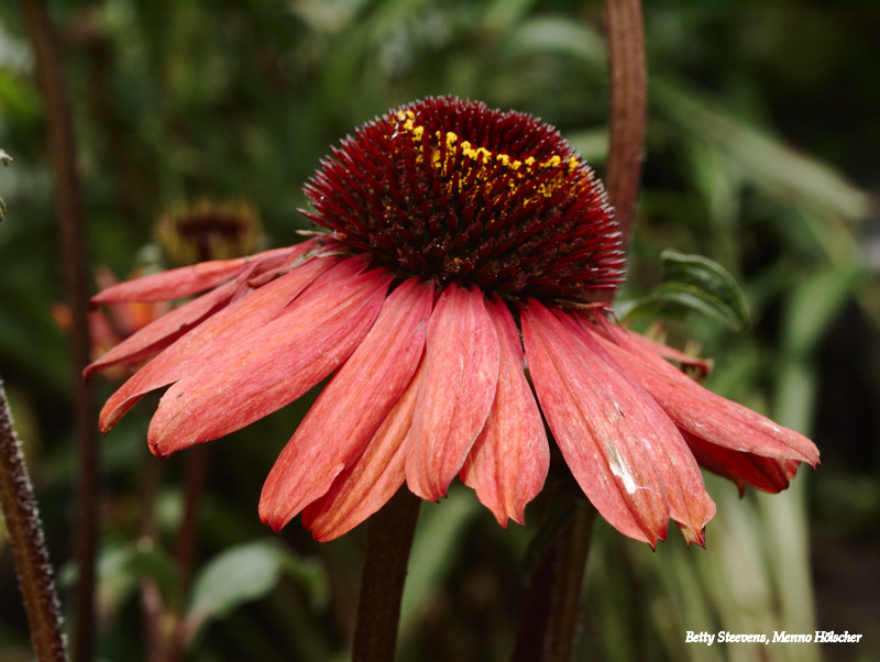 Zonnehoed (Echinacea)