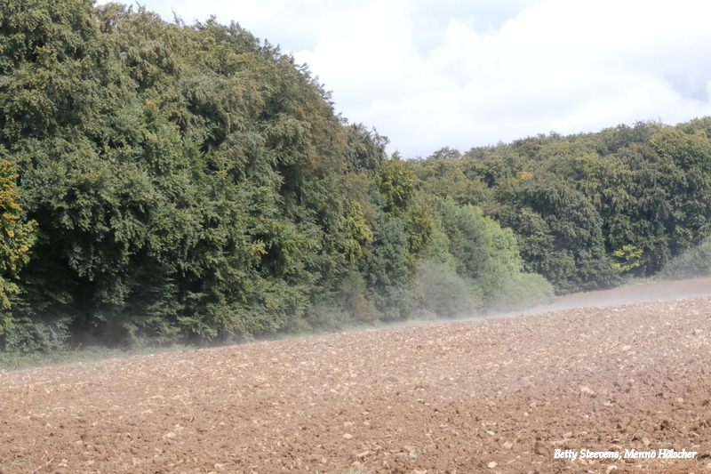 Veld in de ochtend