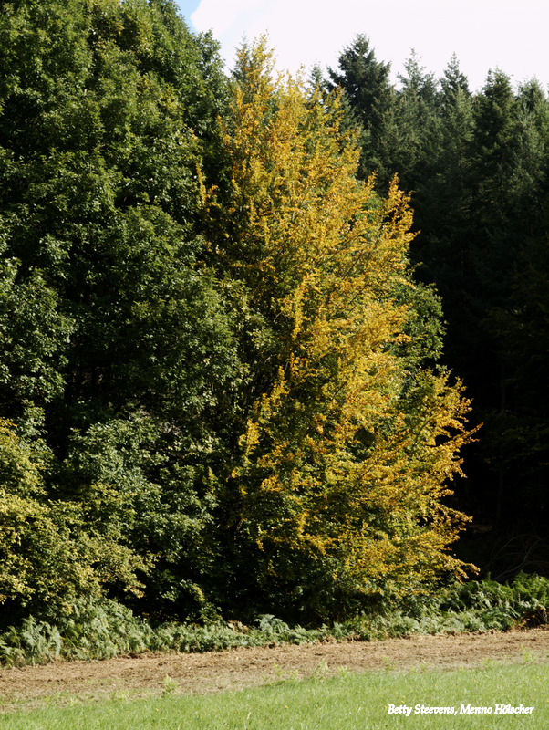 Nog net geen herfst