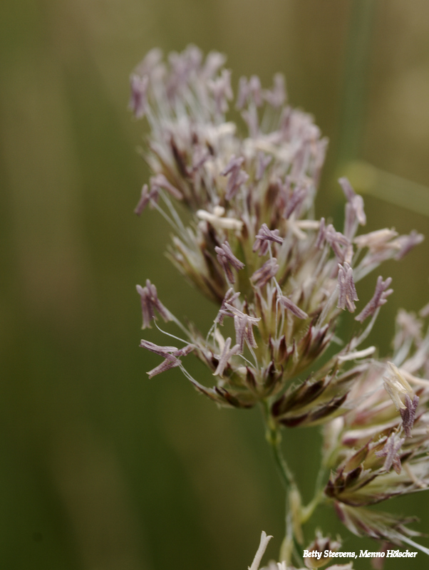 On the path - blooming grass