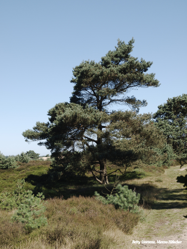 Aekinger zand of Kale Duinen