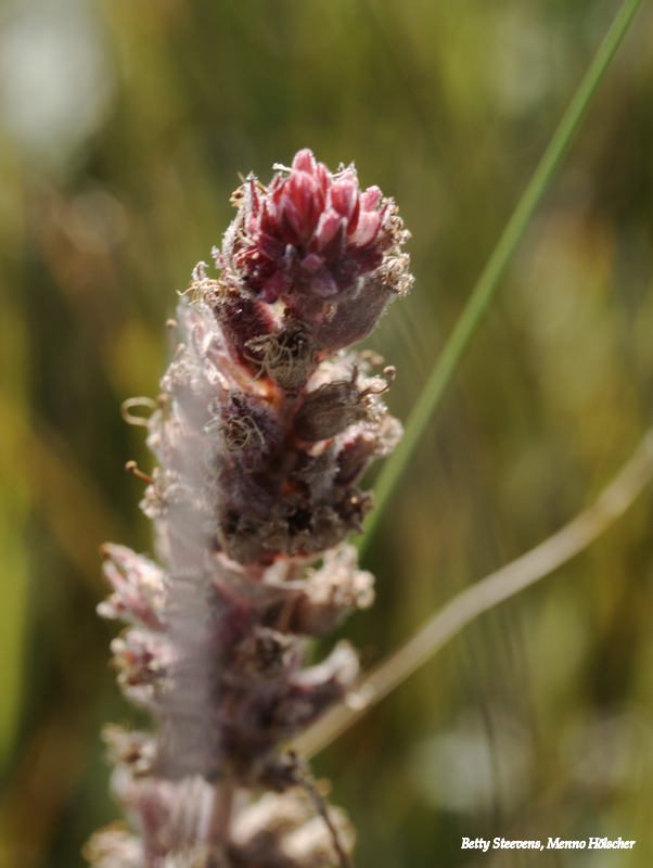 Duinplant
