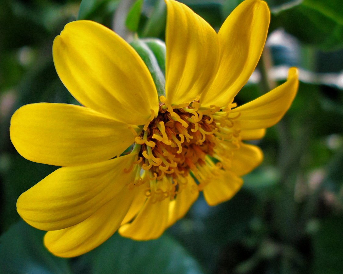test flower_8x10_web.jpg