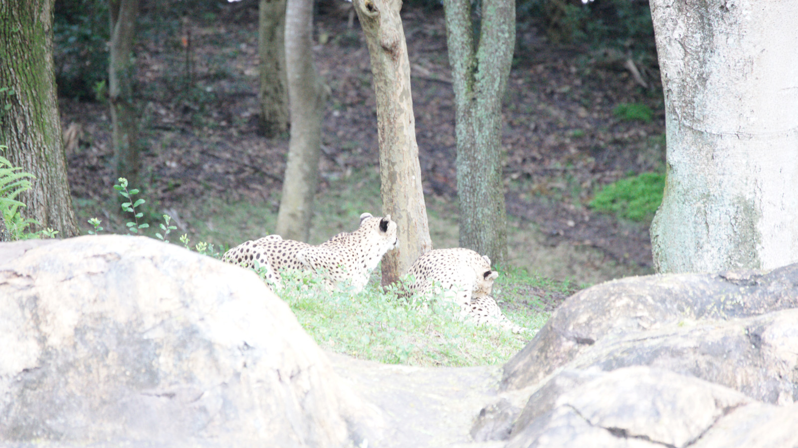 DSC09516_test from JPEG.jpg