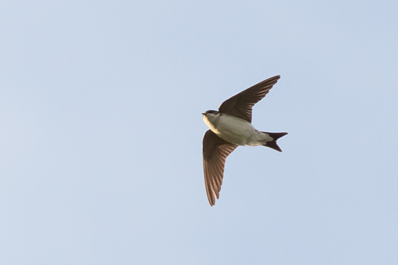 House Martin