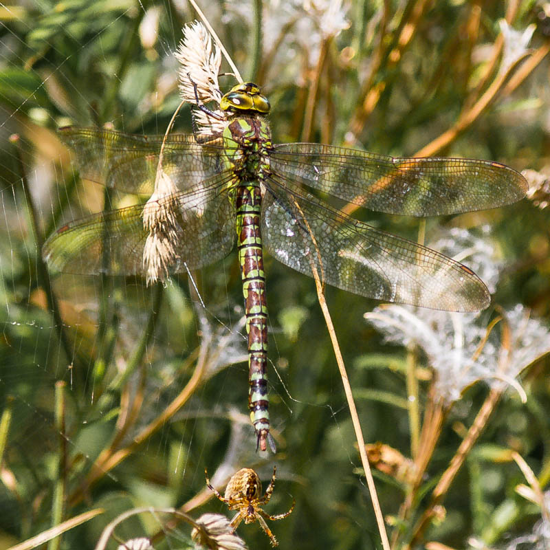 Southern Hawker