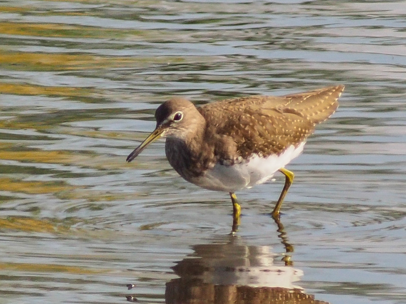 Green Sandpiper