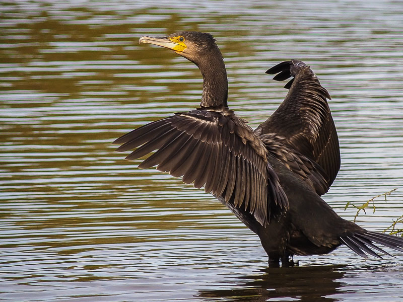 Cormorant