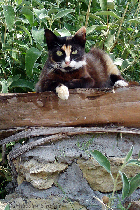 Botanic Garden Cat