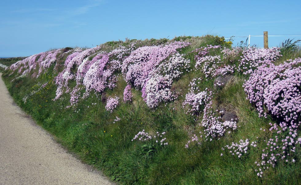 2013 Flowers on cornish hedge