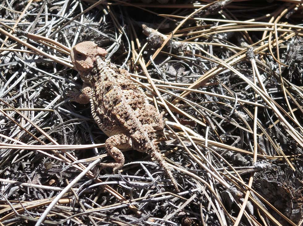 Horned toad ( a lizard)