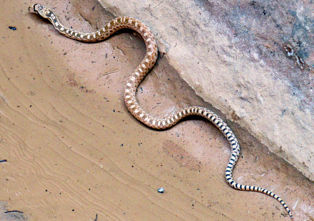 Snake in Buckskin Gulch