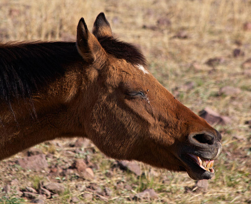 ...arent grinning horses always funny?