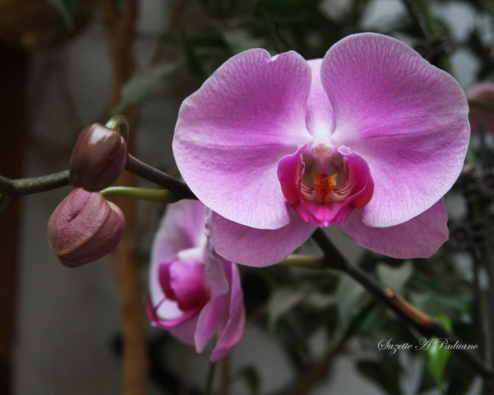 orchids