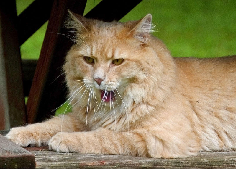 Yaaawn ... Boring Afternoon for a Cat