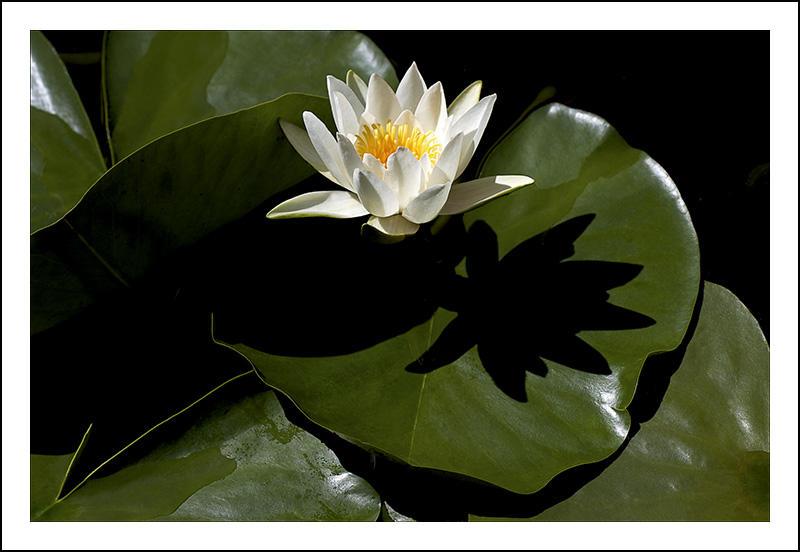 Water Lily