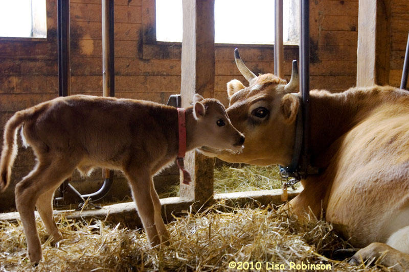 Jersey Calf and His Mom