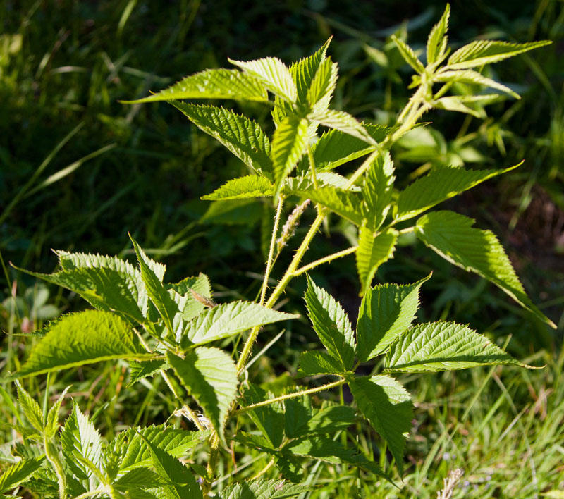 Prickly Green Plants