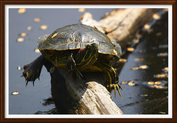 Ray Akey - Red-eared Slider