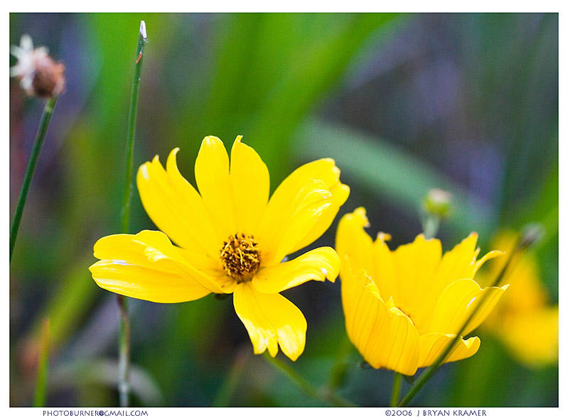 Coreopsis leavenworthii