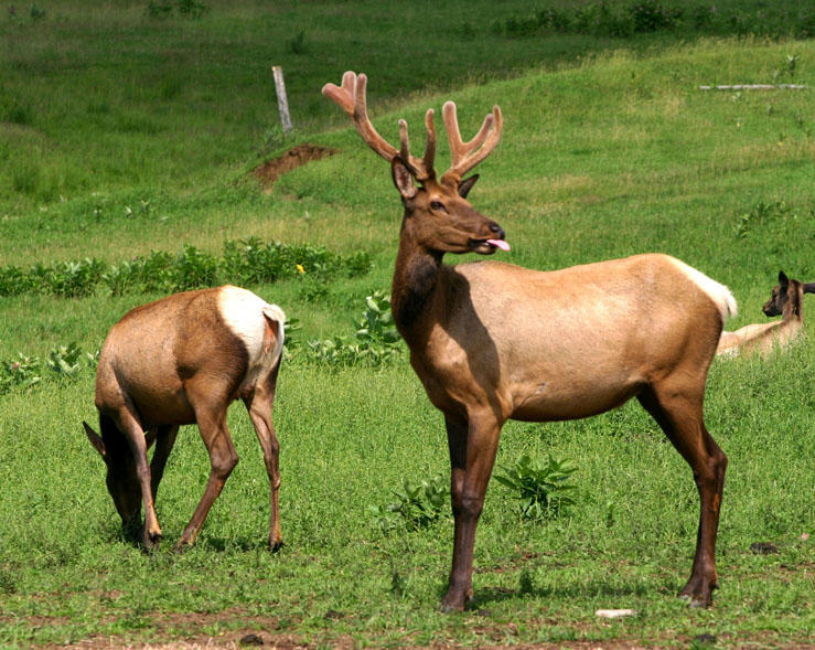 Elk with an Attitude