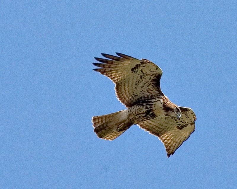 Red Tailed Hawk in flight