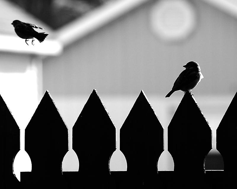 One Flew Away....b/w