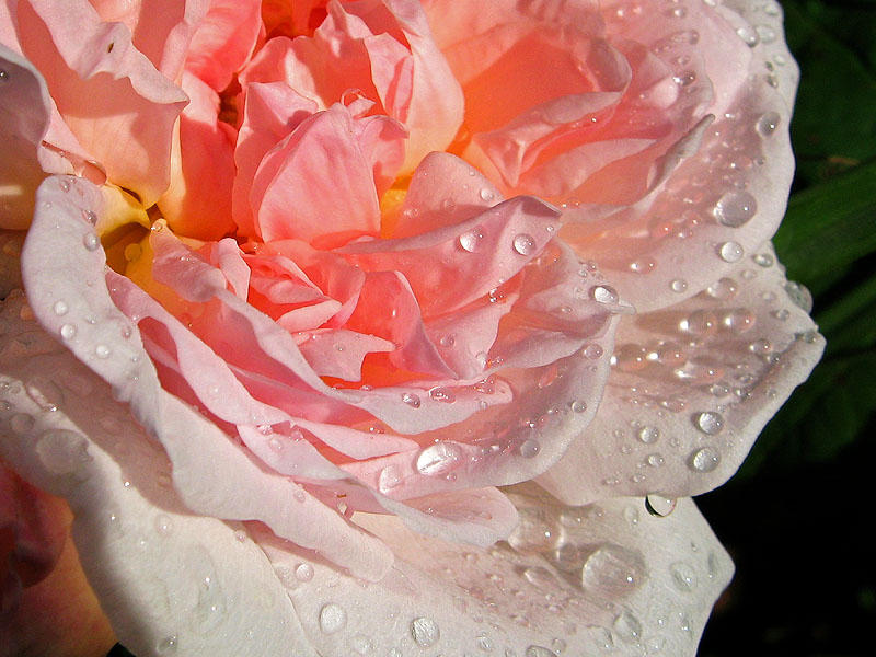 Raindrops on Roses