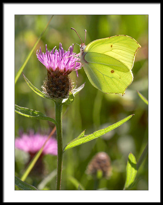 Brimstone butterfly