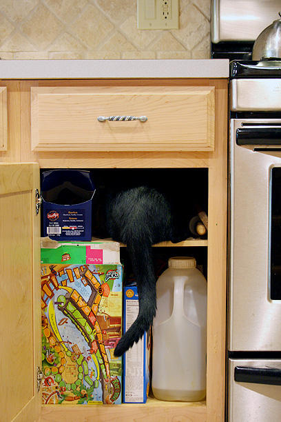 hmm, whats for breakfast? coffee? cereal? cat, black, no sugar? :)