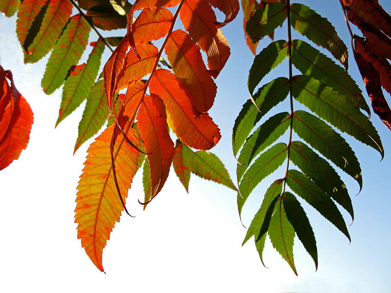 Autumn 1