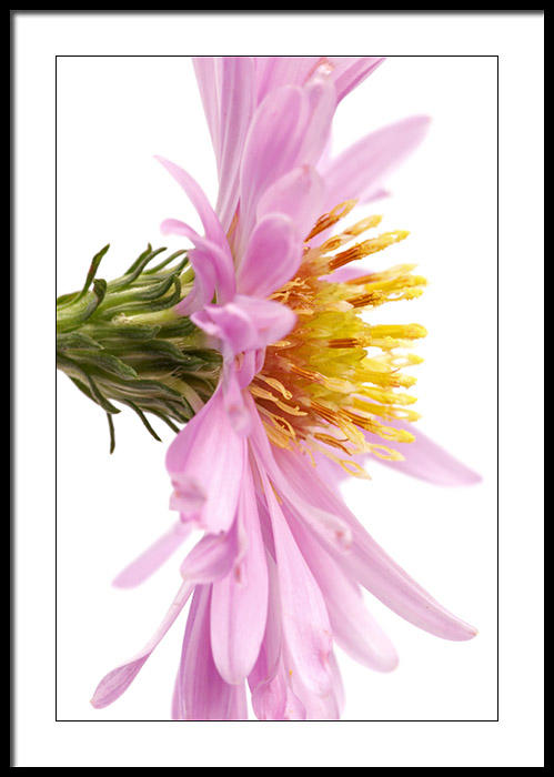 Michelmas Daisy...