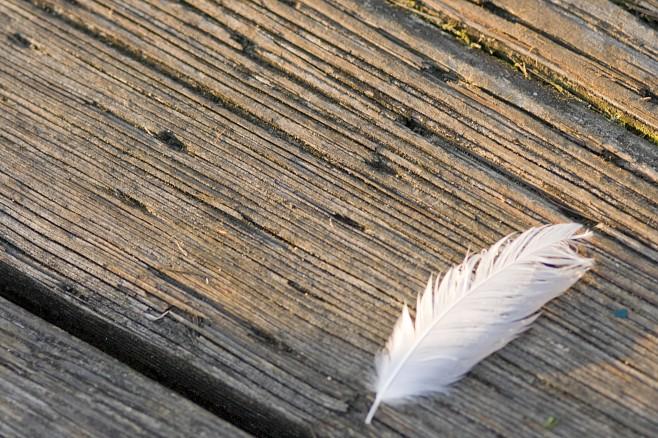 Feather