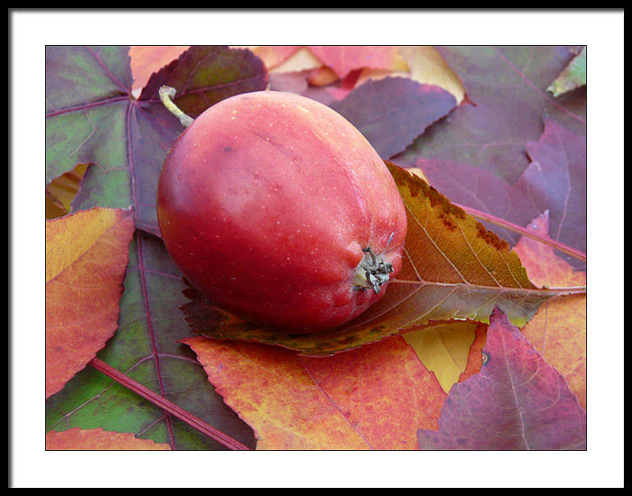 Crabapple amongst fallen leaves.....