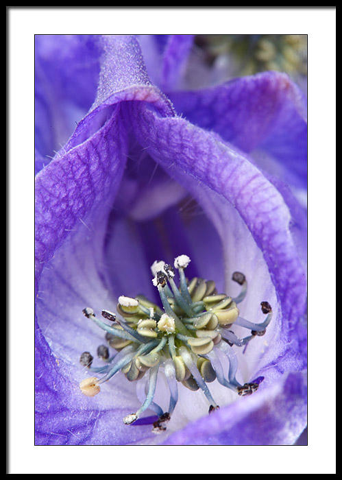 ..a many eyed, many legged creature emerging from the purple cave...