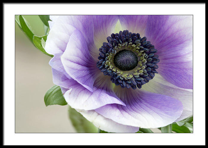 Anemone